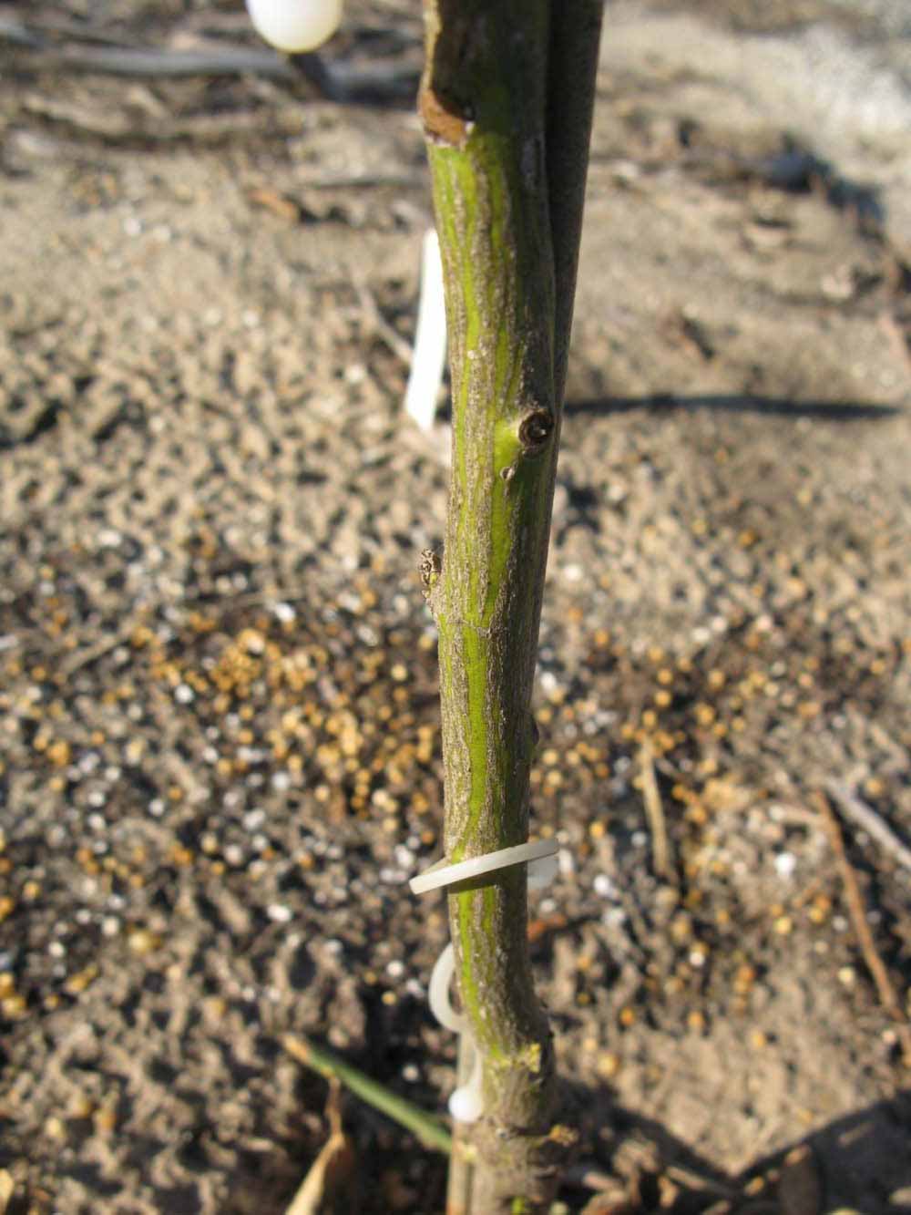              Bark (Winter Haven, FL)       